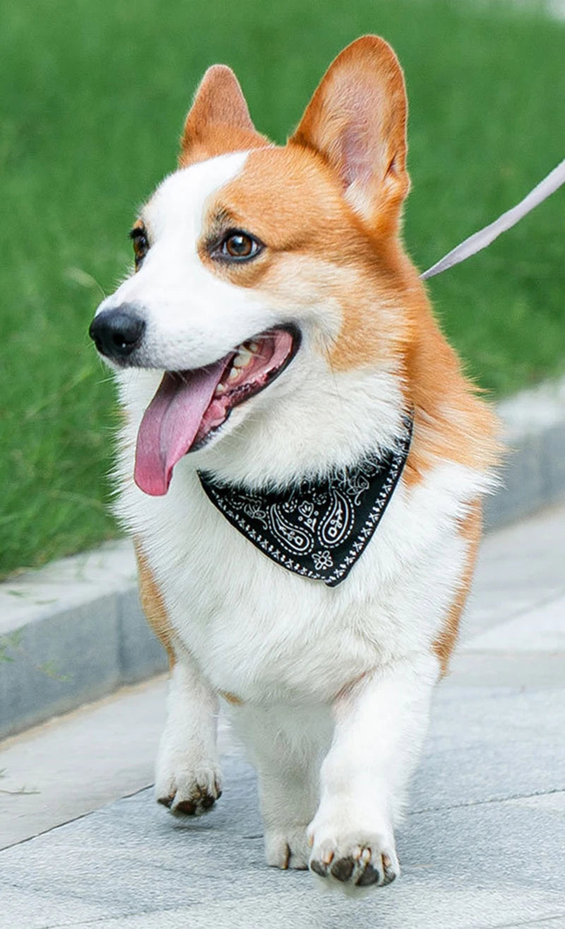 Dog Collar with Scarf