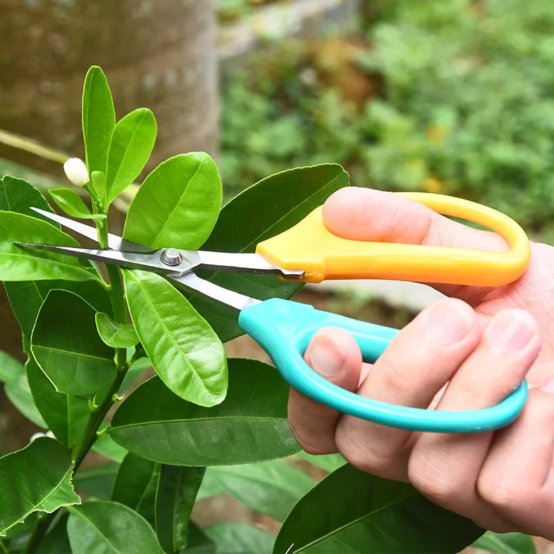 Stainless Steel Fruit Scissors