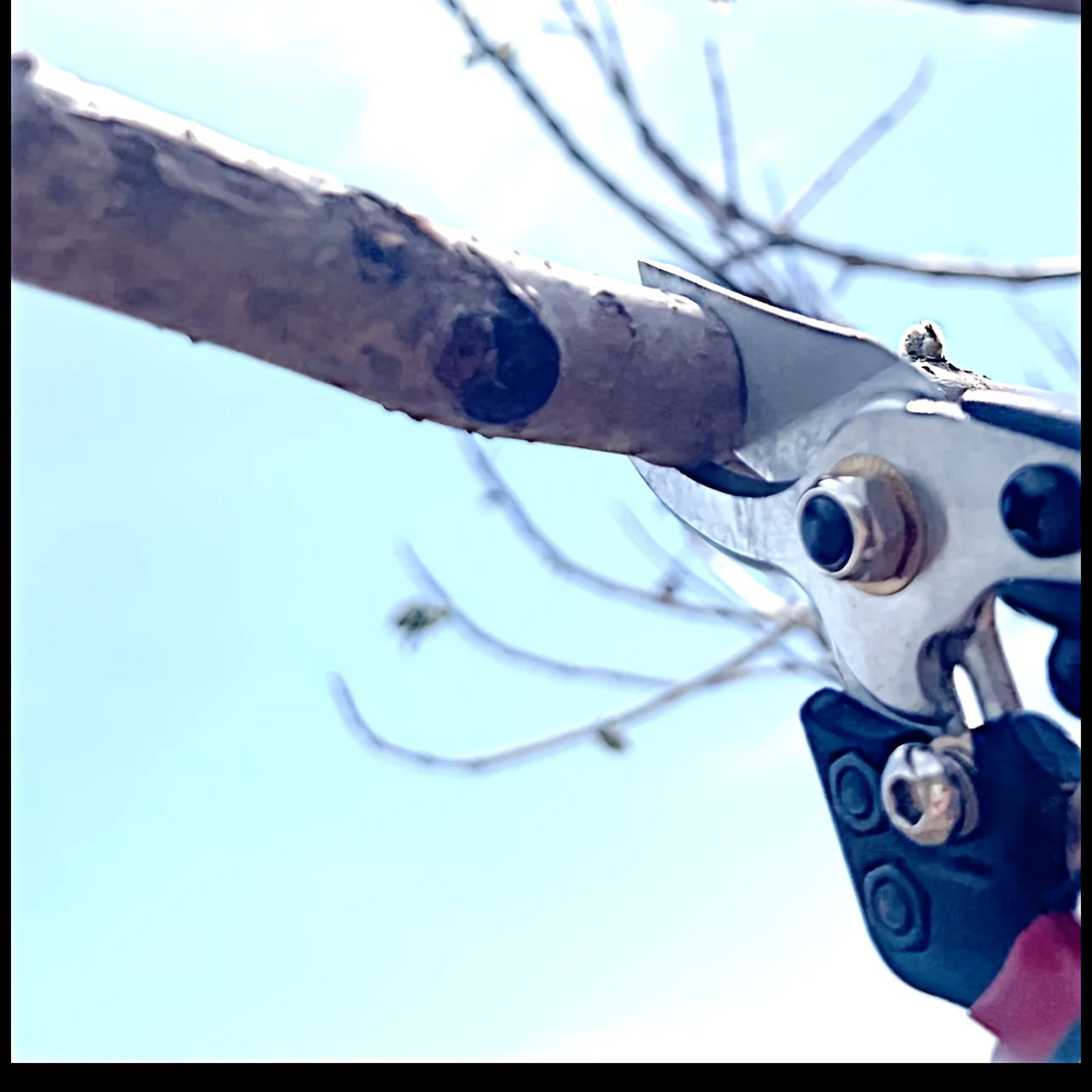 Heavy-Duty Carbon Steel Pruning Shears