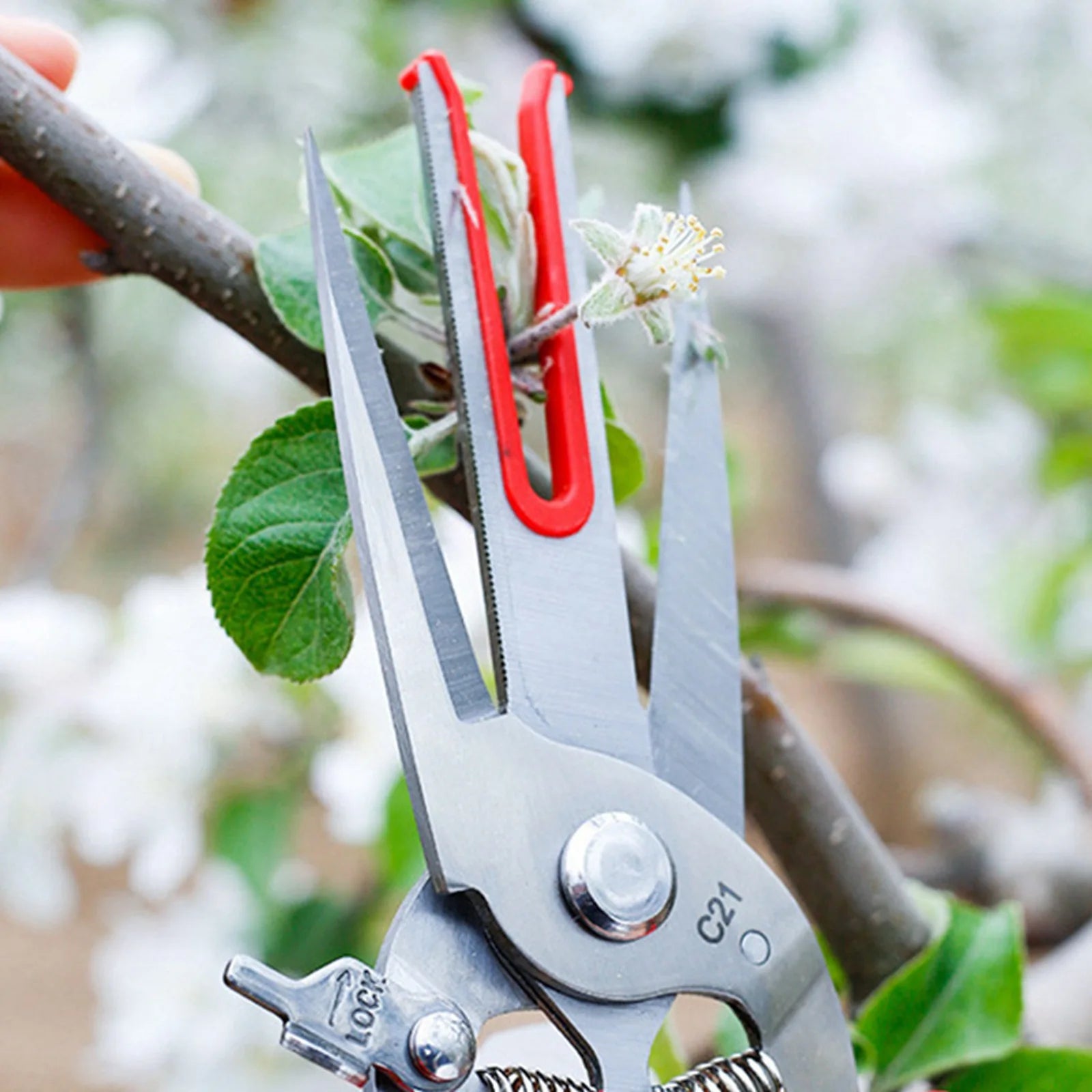 Double-edged Apple Picking Scissors