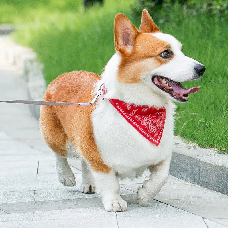 Dog Collar with Scarf