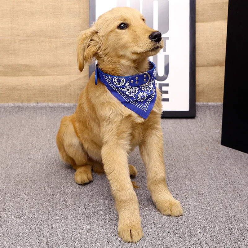 Dog Collar with Scarf
