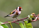 Manual Focus 420-800mm / 420-1600mm Telephoto Lens