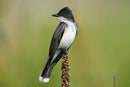 Manual Focus 420-800mm / 420-1600mm Telephoto Lens
