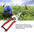 Fruit Tree Bonsai Gardening Pruning Shear